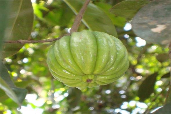 دانستنی های میوه گارسینیا کامبوجیا